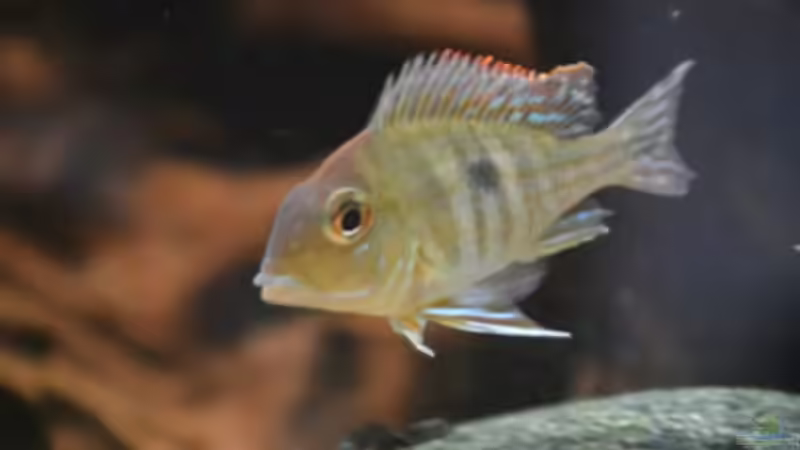 Besatz im Aquarium Tomek-Becken von Thomas Betker (2)