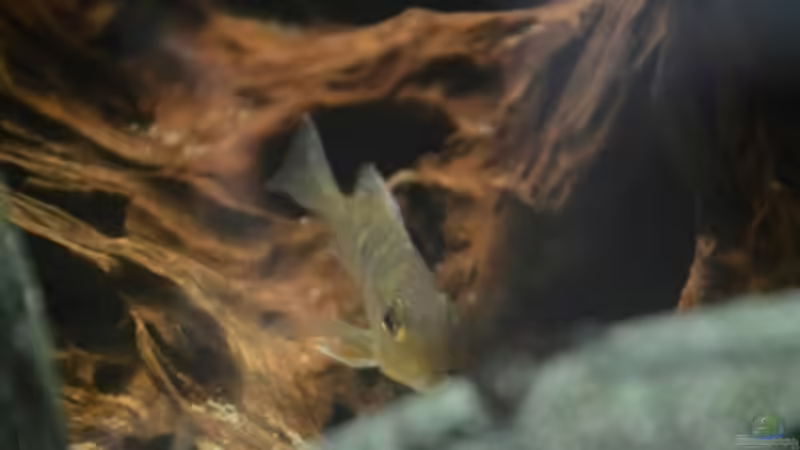 Besatz im Aquarium Tomek-Becken von Thomas Betker (4)