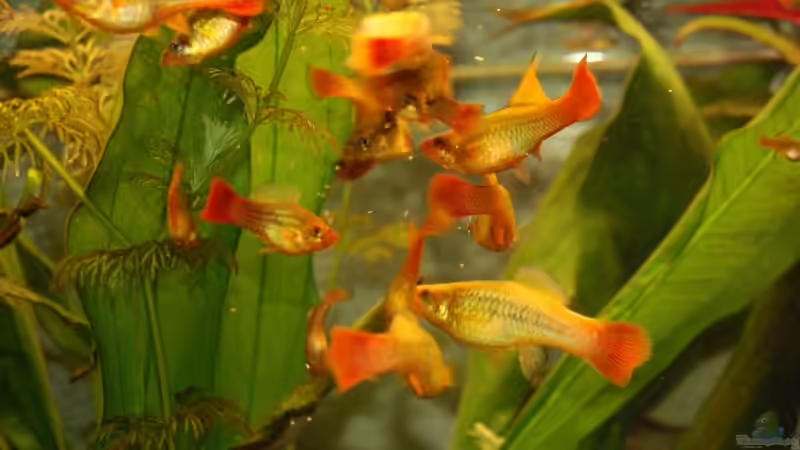 Besatz im Aquarium tomekks 300er von tomekk (10)