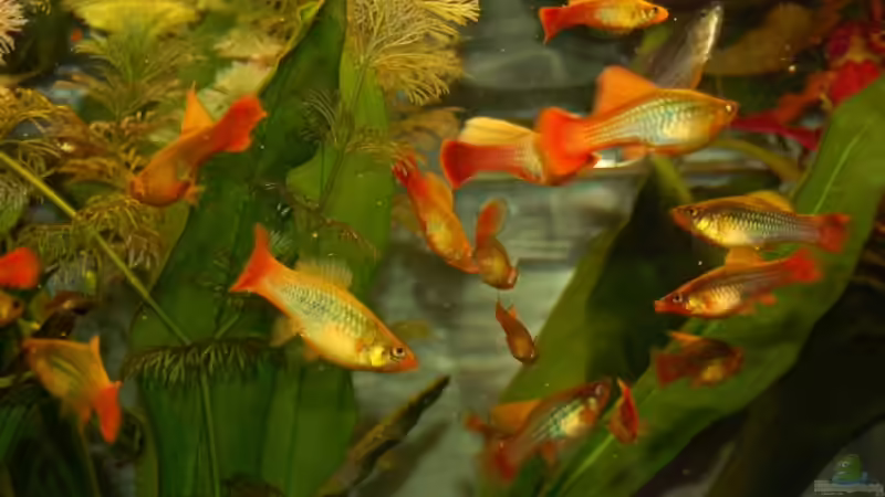 Besatz im Aquarium tomekks 300er von tomekk (11)