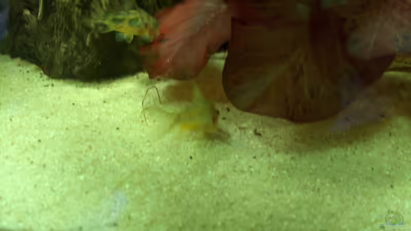 Besatz im Aquarium tomekks 300er von tomekk (12)