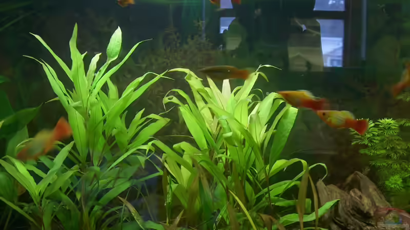 Besatz im Aquarium tomekks 300er von tomekk (7)