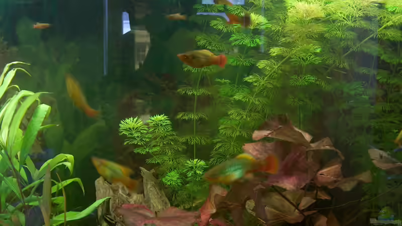 Besatz im Aquarium tomekks 300er von tomekk (8)