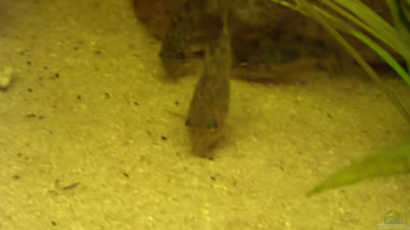 Besatz im Aquarium tomekks 300er von tomekk (9)