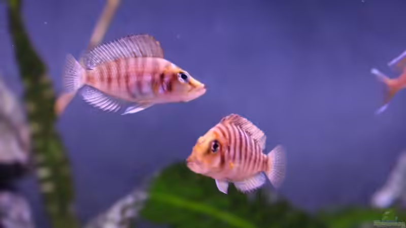 Besatz im Aquarium Tomganjika von TomOP (10)