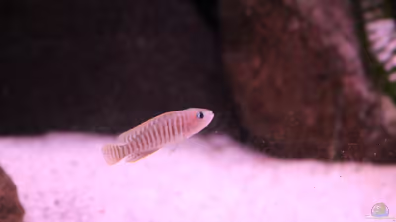 Besatz im Aquarium Tomganjika von TomOP (11)