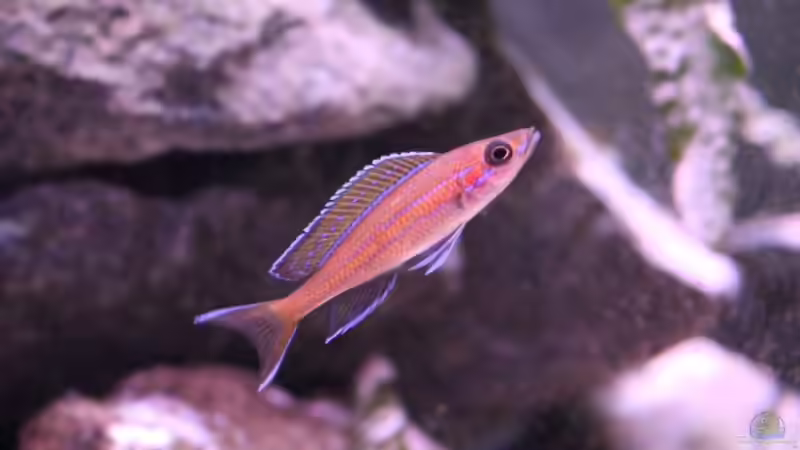 Besatz im Aquarium Tomganjika von TomOP (7)