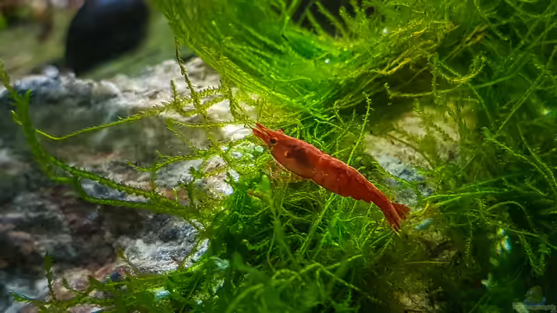 Besatz im Aquarium Tommys&#039; Scape von TommyR (36)