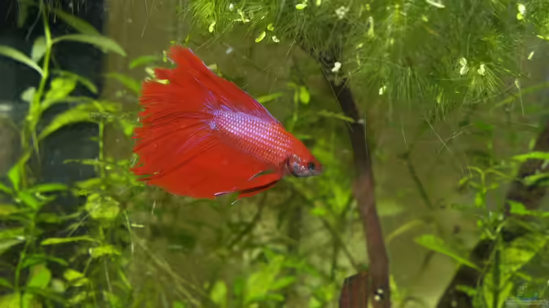 Besatz im Aquarium Tranquillitas Pugnatoris von Algernon (4)