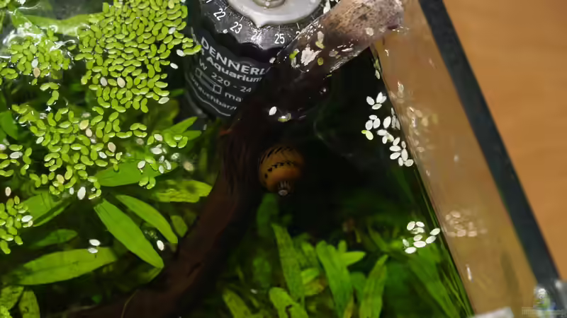 Besatz im Aquarium Tranquillitas Pugnatoris von Algernon (6)