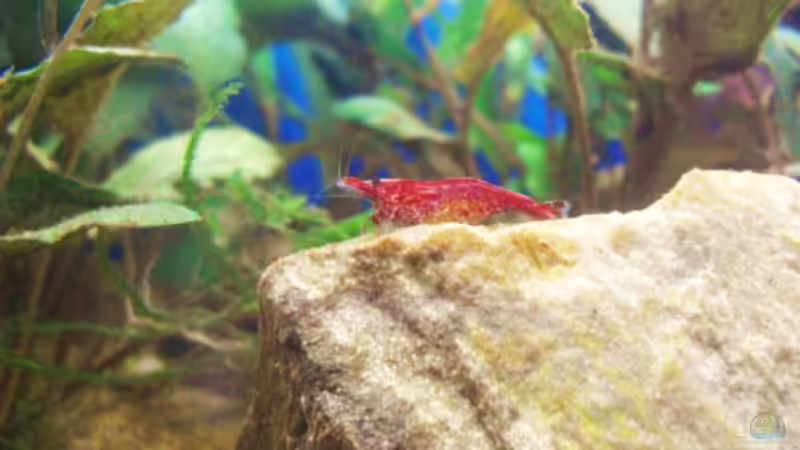 Besatz im Aquarium Trichogaster chuna´s Playground von MiCa (21)