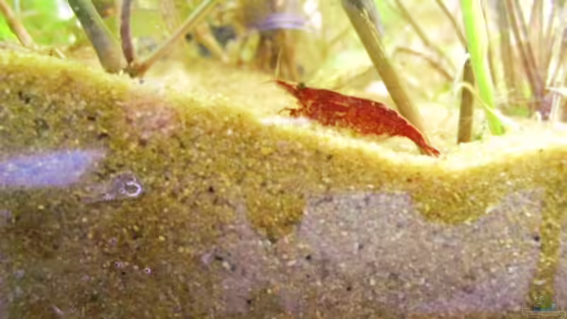 Besatz im Aquarium Trichogaster chuna´s Playground von MiCa (22)