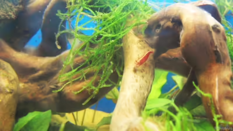 Besatz im Aquarium Trichogaster chuna´s Playground von MiCa (23)