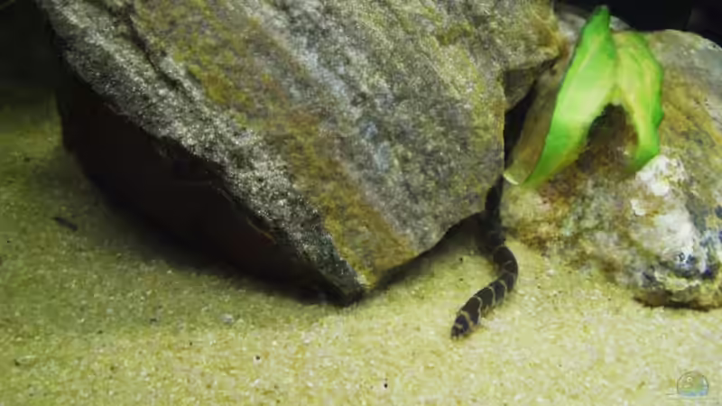 Besatz im Aquarium Trichogaster chuna´s Playground von MiCa (24)