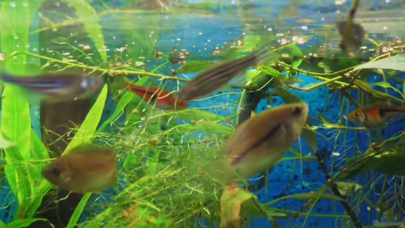 Besatz im Aquarium Trichogaster chuna´s Playground von MiCa (26)