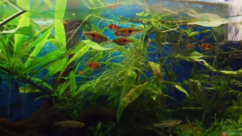 Besatz im Aquarium Trichogaster chuna´s Playground von MiCa (27)