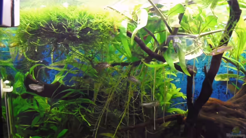 Besatz im Aquarium Trichogaster chuna´s Playground von MiCa (28)