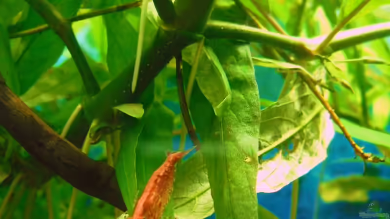 Besatz im Aquarium Trichogaster chuna´s Playground von MiCa (29)