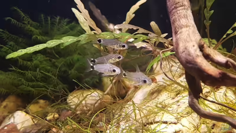 Besatz im Aquarium Trichopsis pumila (Nur noch Beispiel) von YoshiMaus (25)