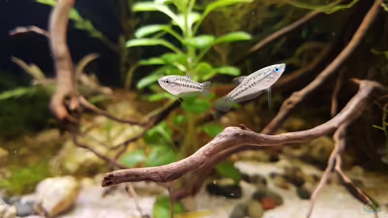 Besatz im Aquarium Trichopsis pumila (Nur noch Beispiel) von YoshiMaus (26)