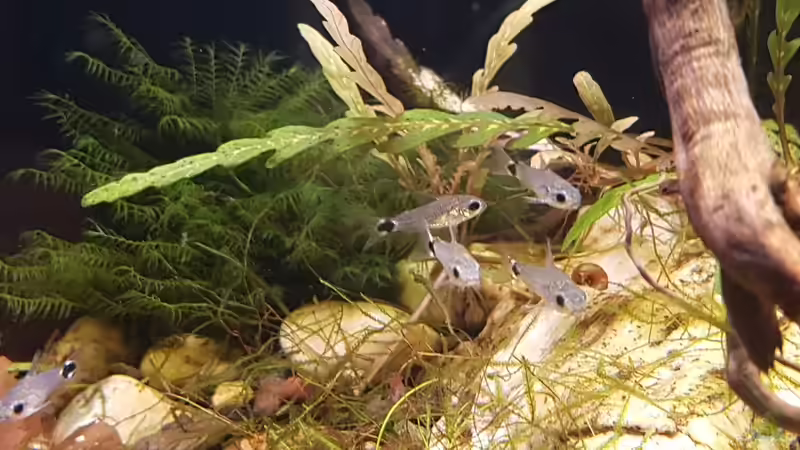 Besatz im Aquarium Trichopsis pumila (Nur noch Beispiel) von YoshiMaus (28)