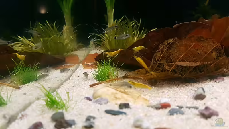 Besatz im Aquarium Trichopsis pumila (Nur noch Beispiel) von YoshiMaus (34)