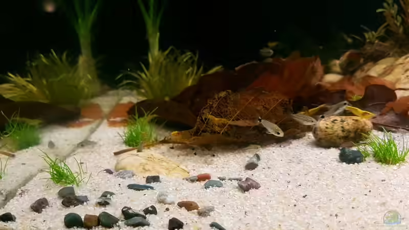 Besatz im Aquarium Trichopsis pumila (Nur noch Beispiel) von YoshiMaus (35)