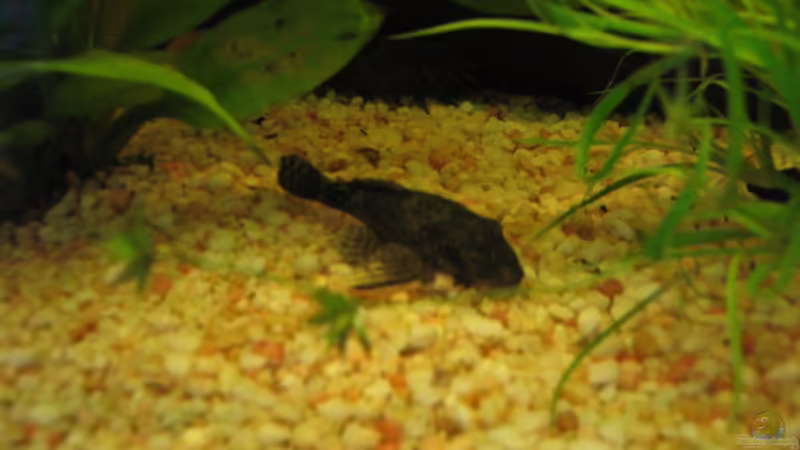 Besatz im Aquarium Trigon 190 von chaossepsy (10)