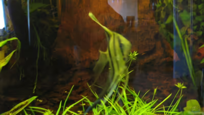 Besatz im Aquarium Trigon 190 von chaossepsy (11)