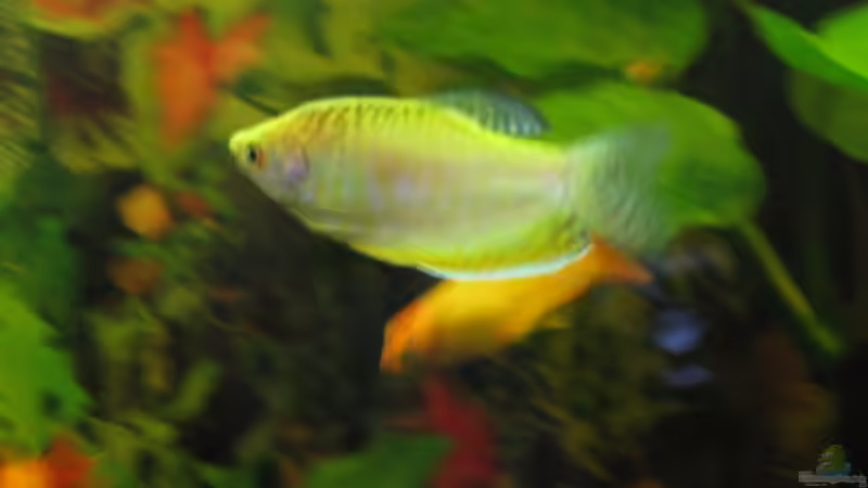 Besatz im Aquarium Trigon 190 von chaossepsy (12)