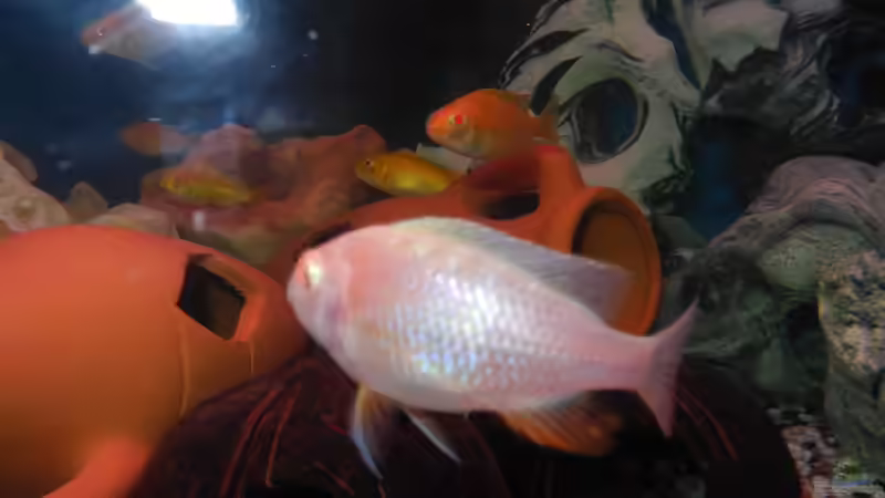 Besatz im Aquarium Trigon 190 von Juwel von cervino10 (24)