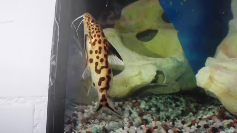 Besatz im Aquarium Trigon 190 von Juwel von cervino10 (26)