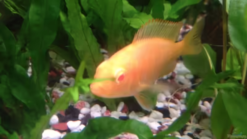 Besatz im Aquarium Trigon 190 von Juwel von cervino10 (30)