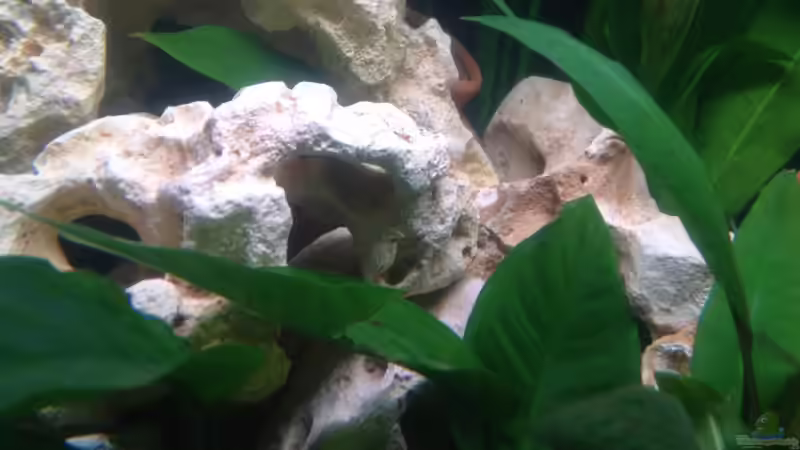 Besatz im Aquarium Trigon 190 von Juwel von cervino10 (32)