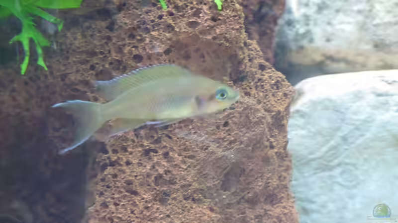 Besatz im Aquarium Trigon 190 von Rainer Wiegand (8)