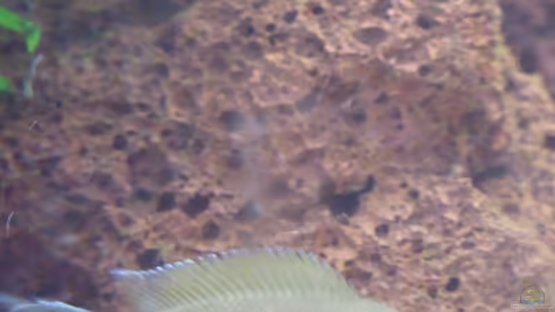 Besatz im Aquarium Trigon 190 von Rainer Wiegand (9)