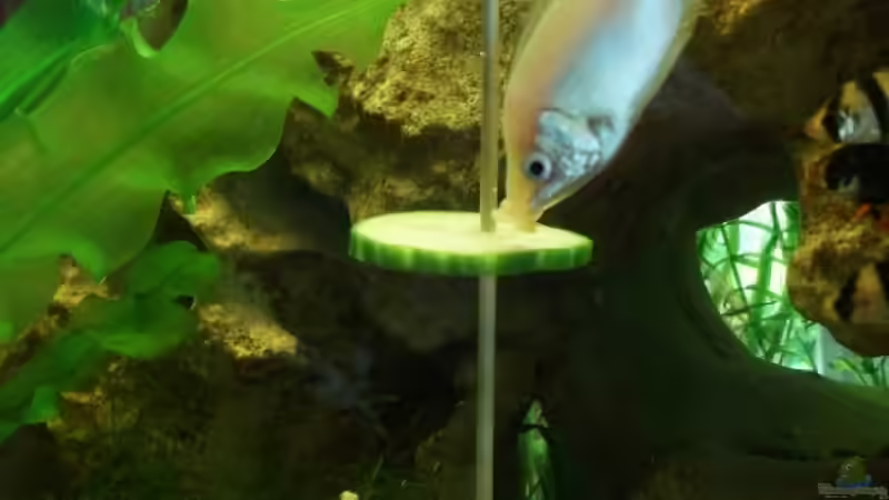 Besatz im Aquarium Trockentauchen im Wohnzimmer ) von Babsi Aud (49)