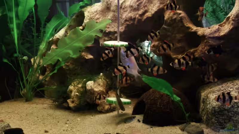 Besatz im Aquarium Trockentauchen im Wohnzimmer ) von Babsi Aud (50)