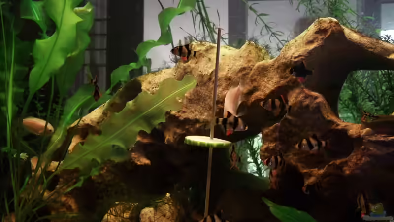 Besatz im Aquarium Trockentauchen im Wohnzimmer ) von Babsi Aud (51)