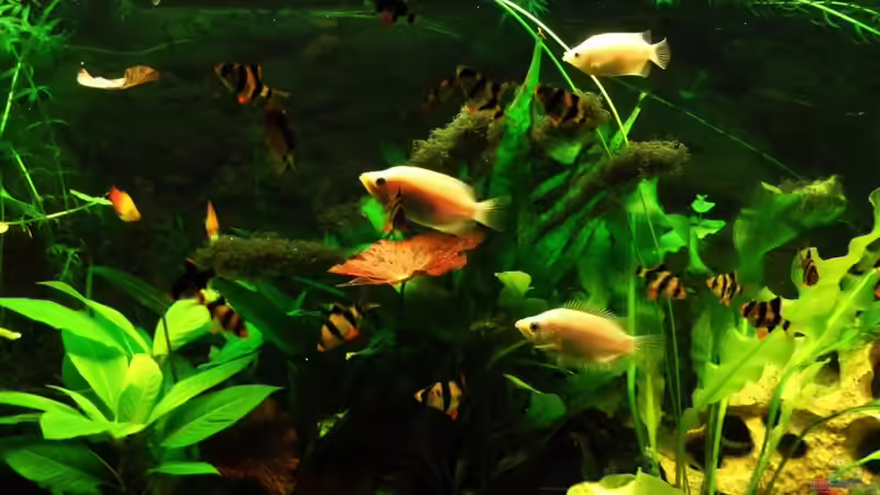 Besatz im Aquarium Trockentauchen im Wohnzimmer ) von Babsi Aud (64)