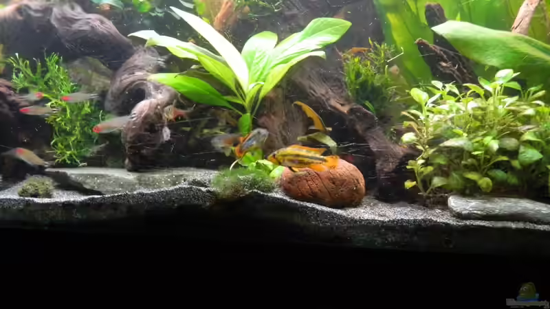 Besatz im Aquarium Tropen in Mittelhessen (nur noch Beispiel) von Nick3 (29)