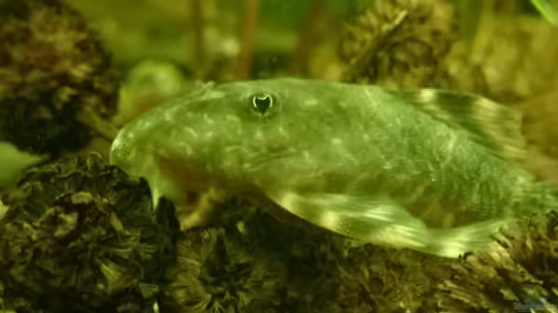 Besatz im Aquarium Tropenfluss (aufgelöst) von Cello (10)