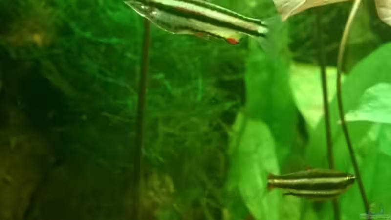 Besatz im Aquarium Tropenfluss (aufgelöst) von Cello (11)