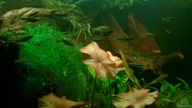 Besatz im Aquarium Tropenfluss (aufgelöst) von Cello (21)