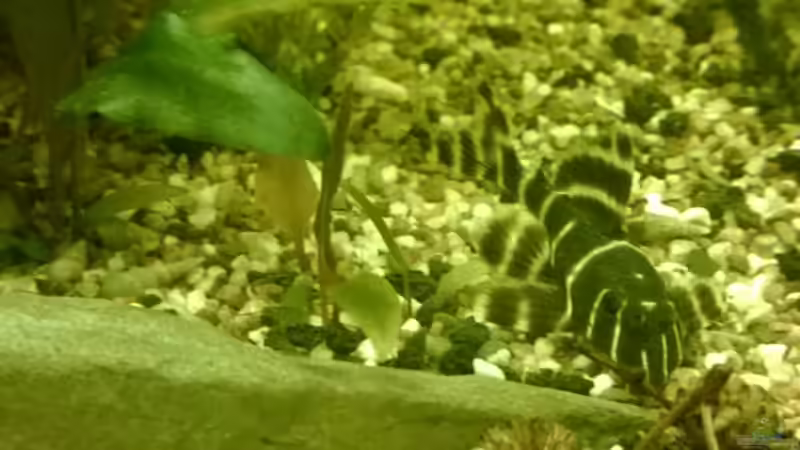 Besatz im Aquarium Tropenfluss (aufgelöst) von Cello (23)