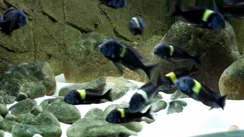 Besatz im Aquarium Tropheus 1  Duboisi - nur noch als Beispiel von Maclya (10)