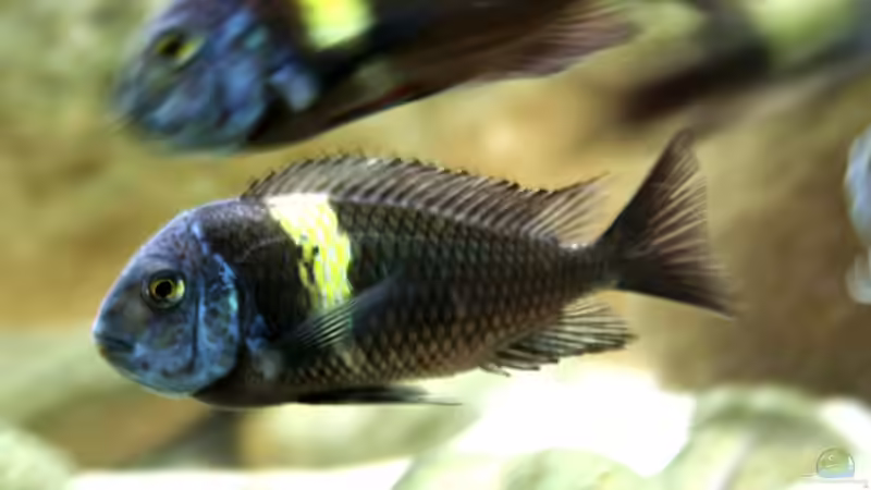 Besatz im Aquarium Tropheus 1  Duboisi - nur noch als Beispiel von Maclya (11)