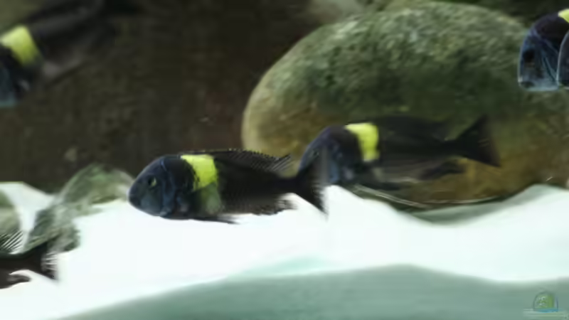 Besatz im Aquarium Tropheus 1  Duboisi - nur noch als Beispiel von Maclya (18)