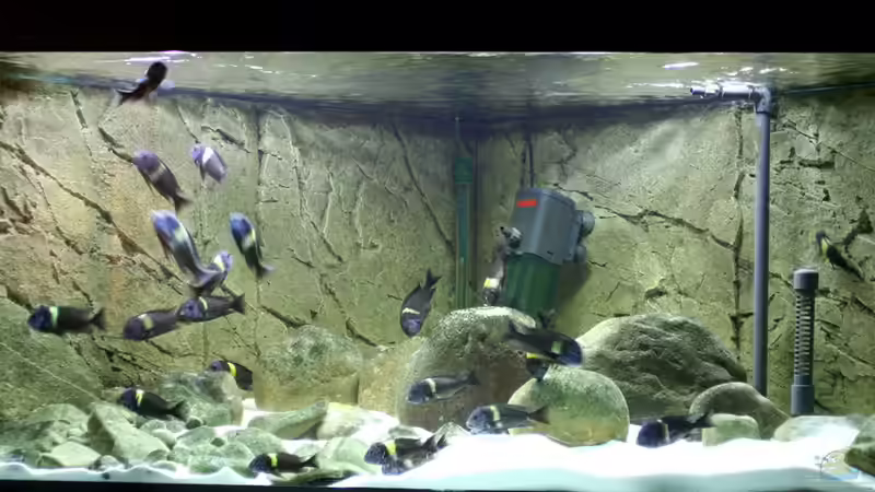 Besatz im Aquarium Tropheus 1  Duboisi - nur noch als Beispiel von Maclya (2)