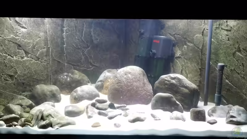 Besatz im Aquarium Tropheus 1  Duboisi - nur noch als Beispiel von Maclya (21)